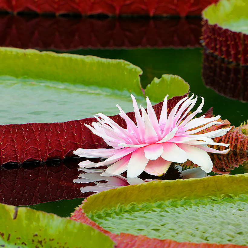 Plantas acuáticas de agua profunda, a más de 80 cm de profundidad