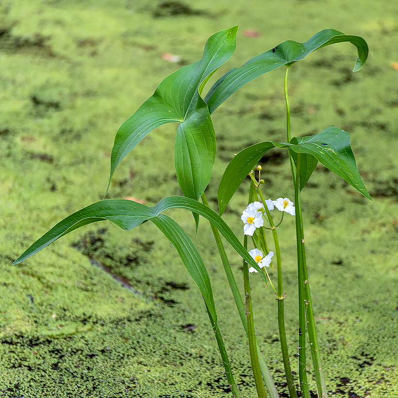 Plantas acuáticas de 20 a 50 cm de profundidad