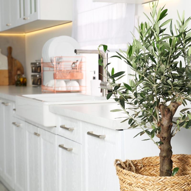 Plantas para la cocina