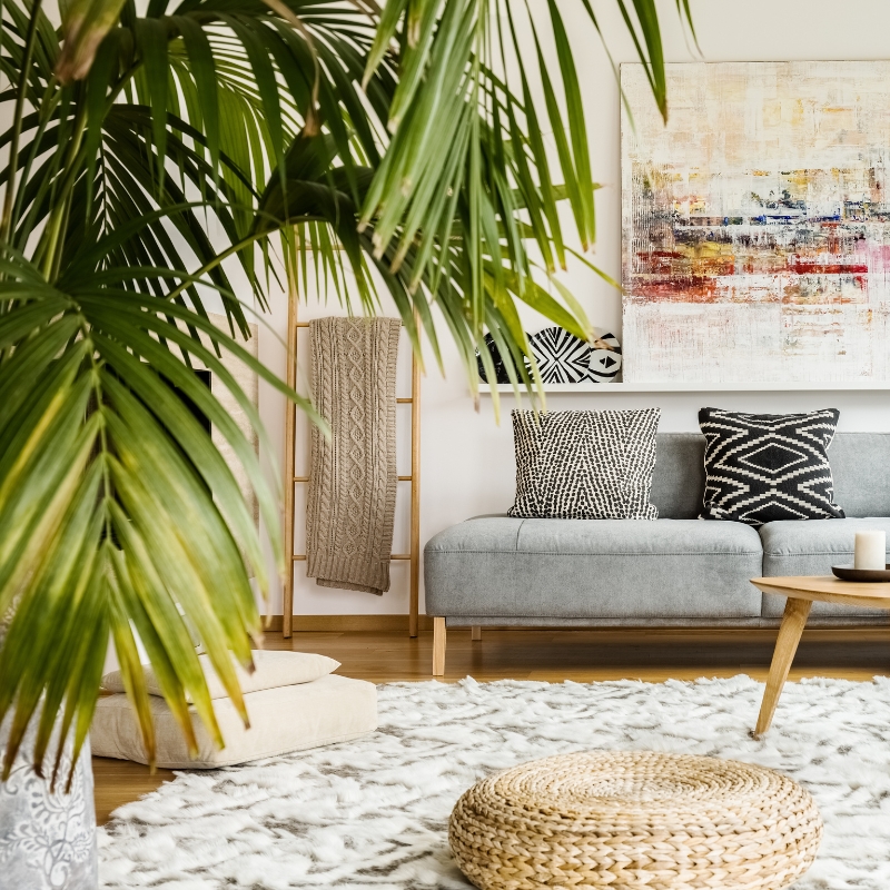 Plantas para el salón