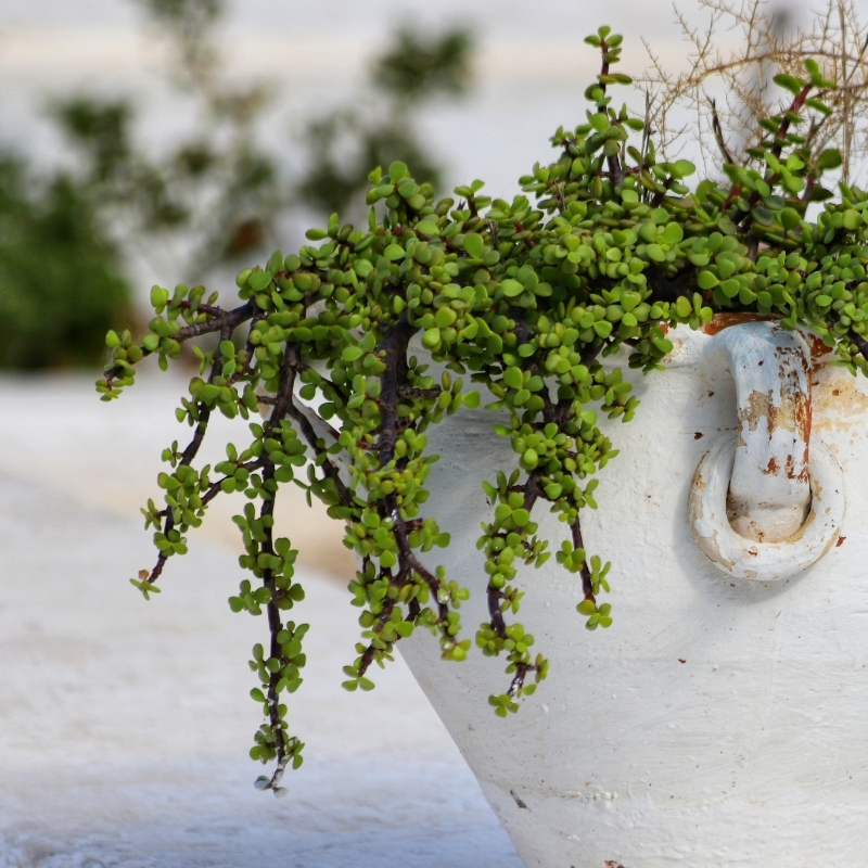 Portulacaria - Jade enano