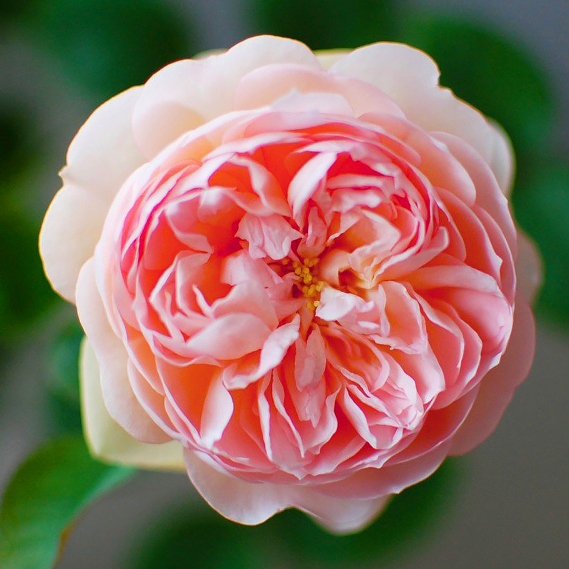 Rosales ingleses David Austin
