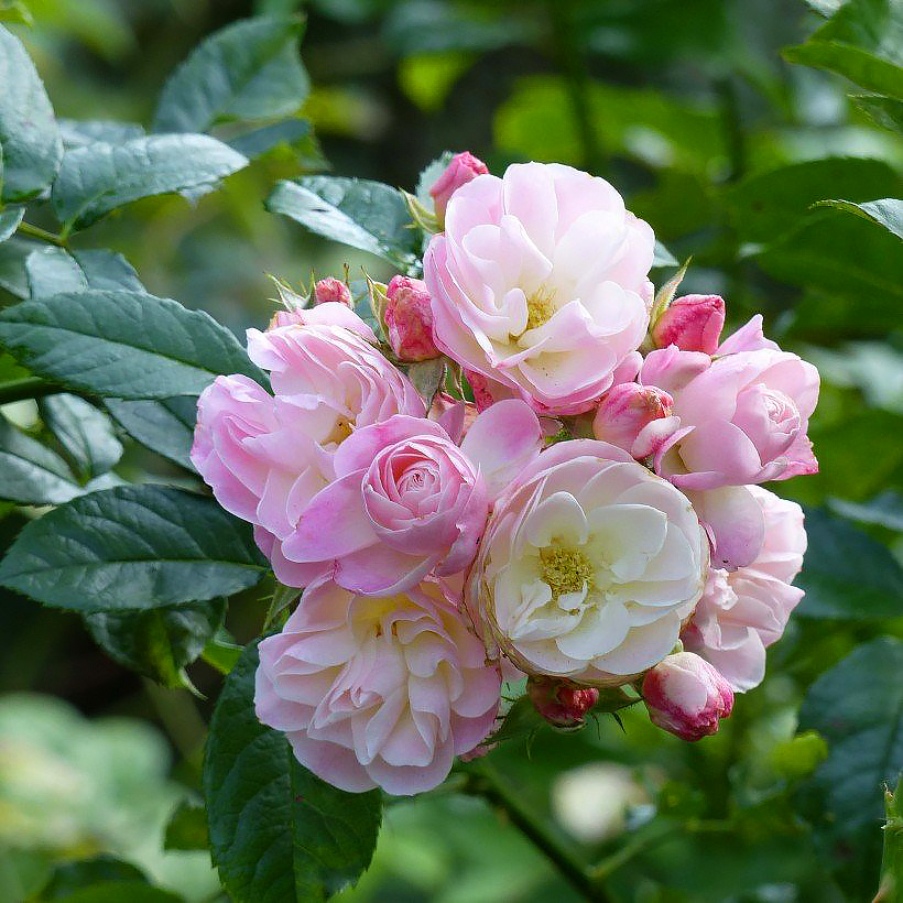 Rosales de flores agrupadas