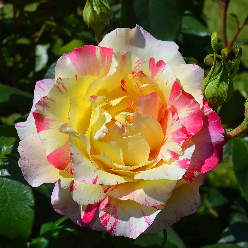 Rosales de flor grande