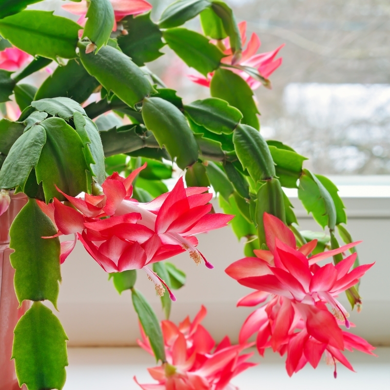 Schlumbergera - Cactus de Navidad