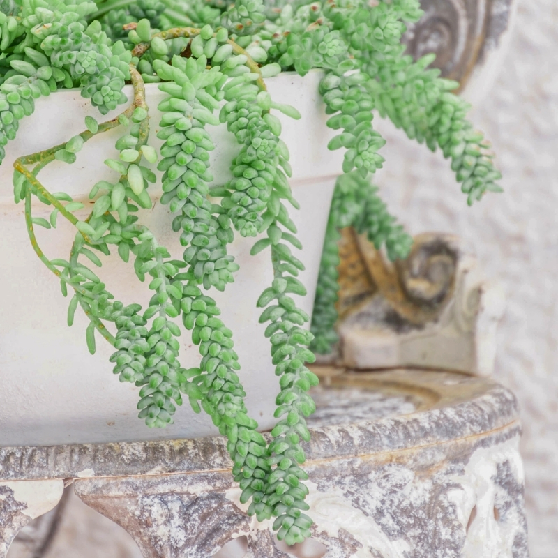 Sedum de interior