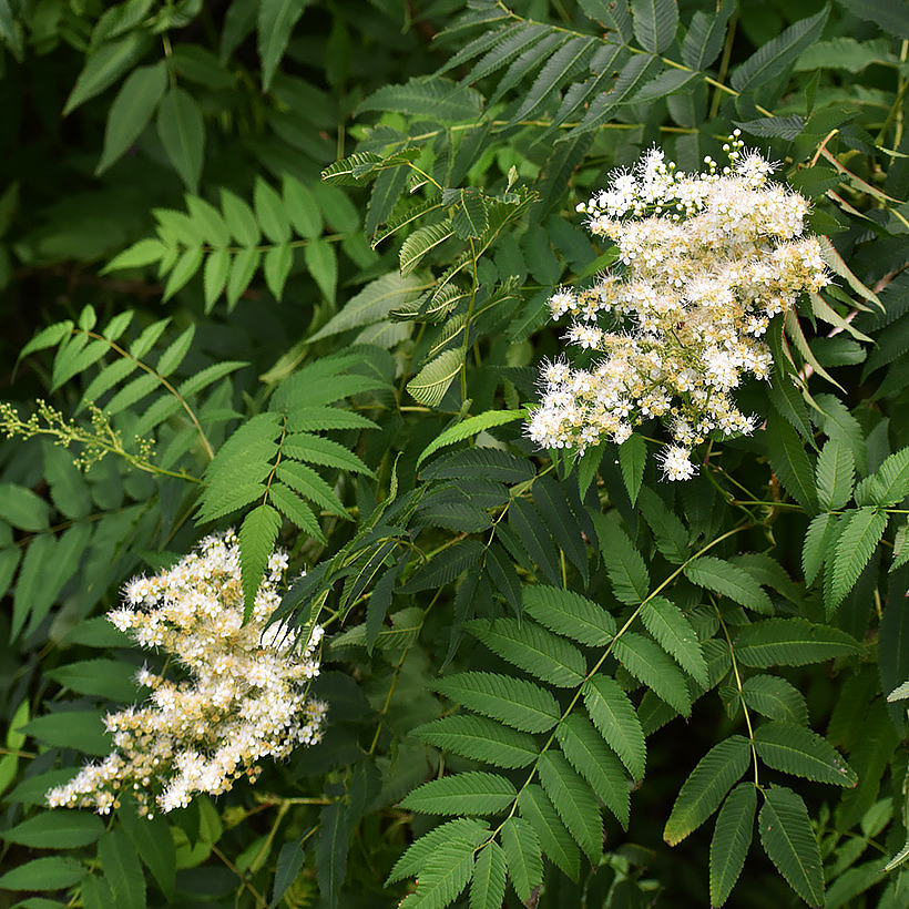 Sorbaria - Falsa espiraea