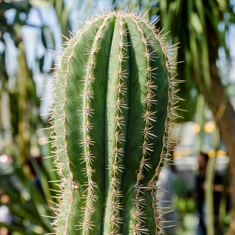 Stenocereus