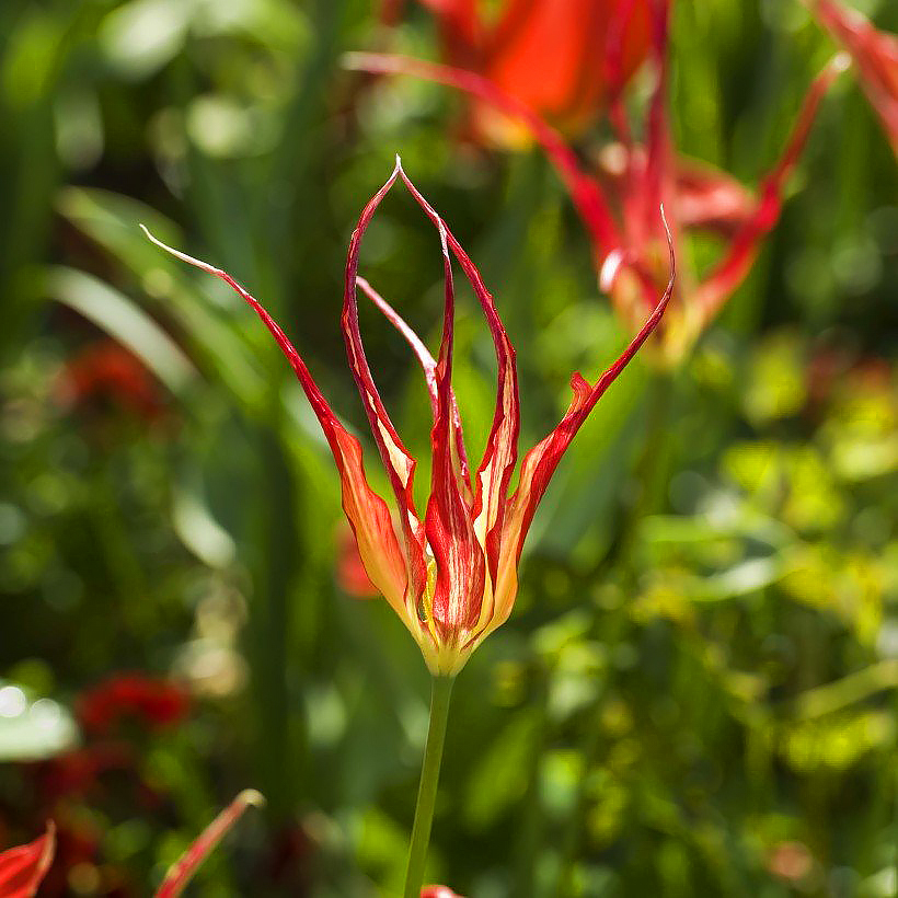 Tulipanes botánico