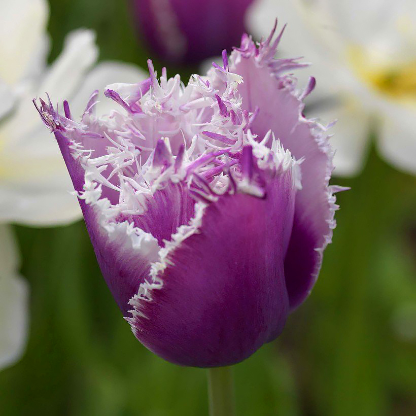Tulipanes con flecos - Fringed