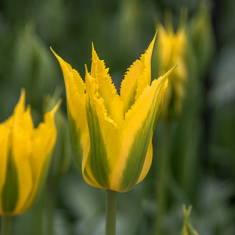 Tulipanes Viridiflora