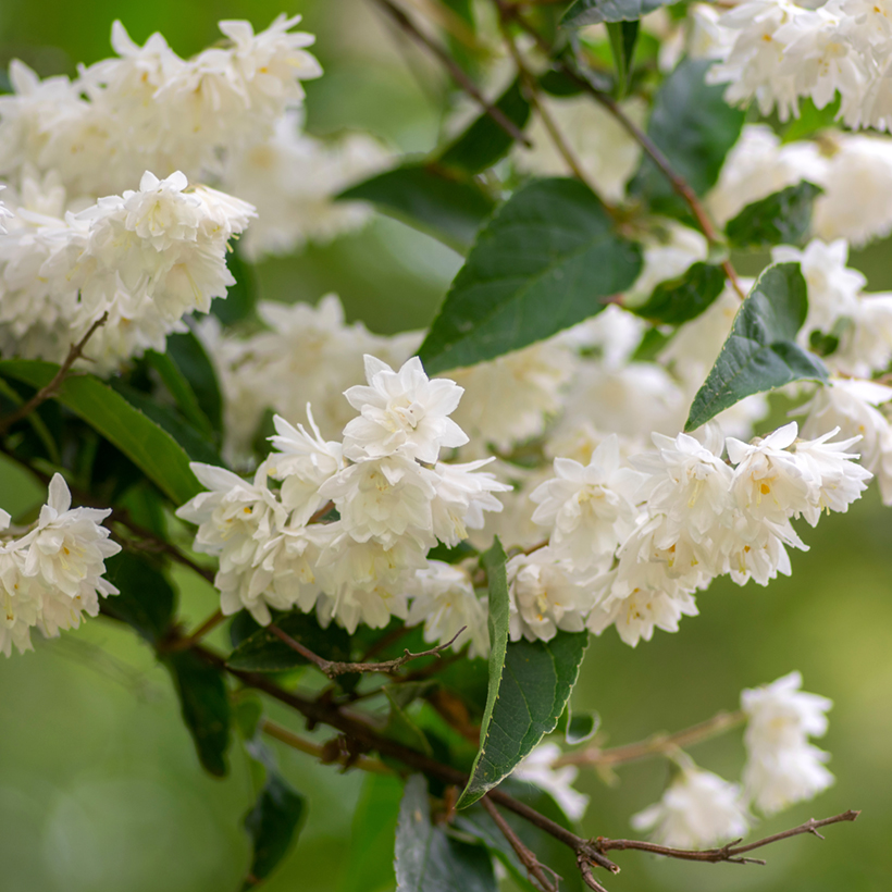 Deutzia-crenata-Pride-of-