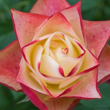 Rosier à fleurs groupées Origami