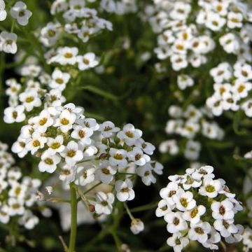 Aliso marítimo Snow Princess - Lobularia maritima