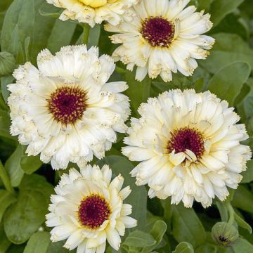 Calendula officinalis Snow Princess