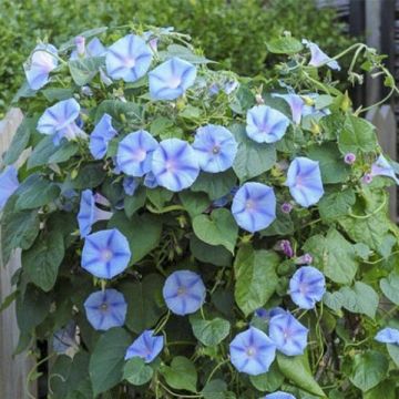 Ipomoea purpurea Light Blue Star