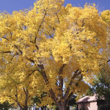 Gingo biloba Autumn Gold - Árbol sagrado