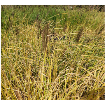 Pennisetum alopecuroïdes Lepage Gold