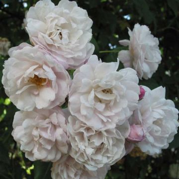 Rosal Blush Noisette - Rosal trepador