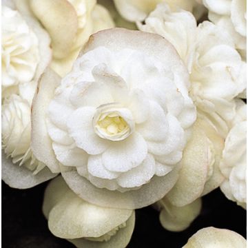 Begonia Siempre-florida Doublet White