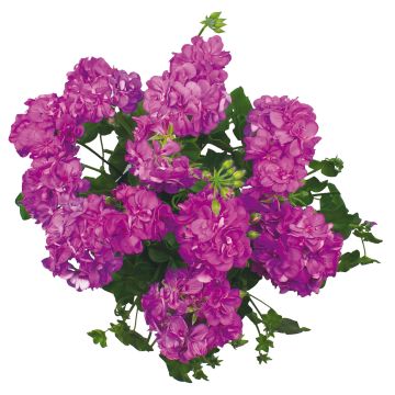 Geranio Double Royal Blue - Gitanilla