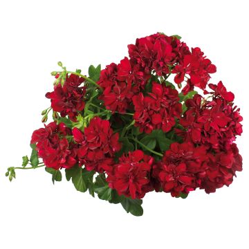 Geranio Double Royal Brillant Red - Gitanilla