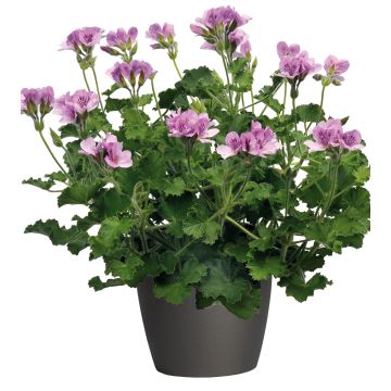 Geranio citriodorum - Geranio limón