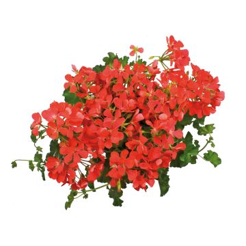 Geranio Royal Single Orange - Gitanilla