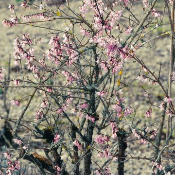 Abeliophyllum distichum Roseum - Forsitia rosa de Corea