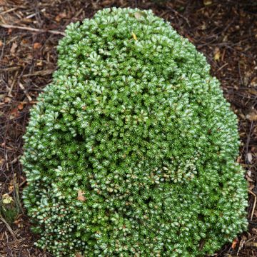 Sapin de Corée nain - Abies koreana Silberkugel