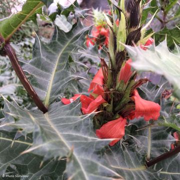Acanto - Acanthus sennii