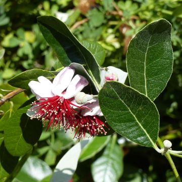Feijoa Coolidge - Feijoa sellowiana