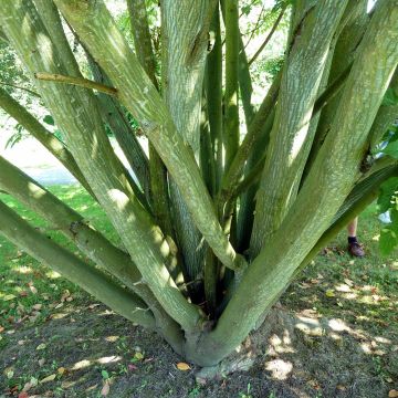 Arce de corteza de serpiente - Acer davidii
