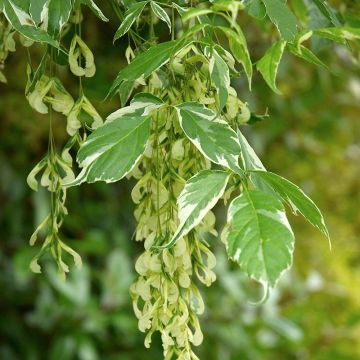 Acer negundo Variegatum