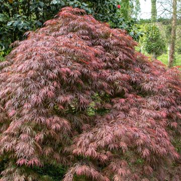Arce japonés Dissectum Atropurpureum - Acer palmatum