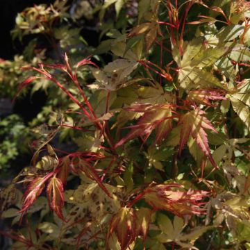 Arce japonés Katsura- Acer palmatum