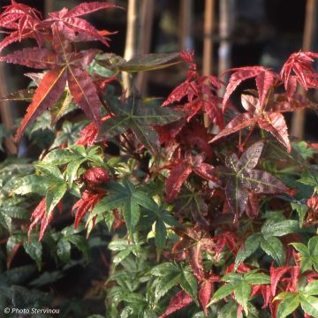 Arce japonés Shindeshojo - Acer palmatum