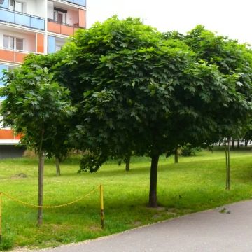 Arce real Globosum - Acer platanoides