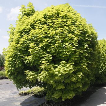 Arce real Gurba - Acer platanoides