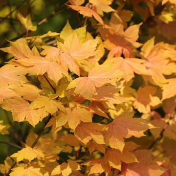 Acer pseudoplatanus Leat's Cottage - Arce blanco