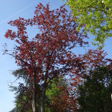 Arce real Royal Red - Acer platanoides