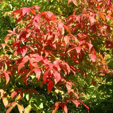 Acer triflorum - Arce florado