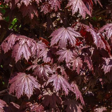 Arce real Crimson Sentry - Acer platanoides