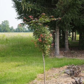 Acer pseudosieboldianum North Wind