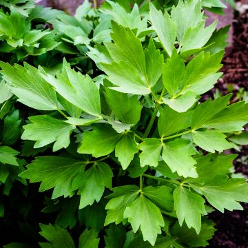 Levístico - Levisticum officinale