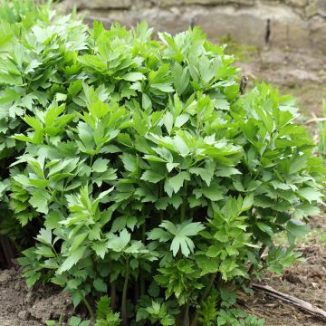 Levístico - Levisticum officinale