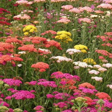 Milenrama Summer Pastels F2 Mix (semillas) - Achillea millefolium