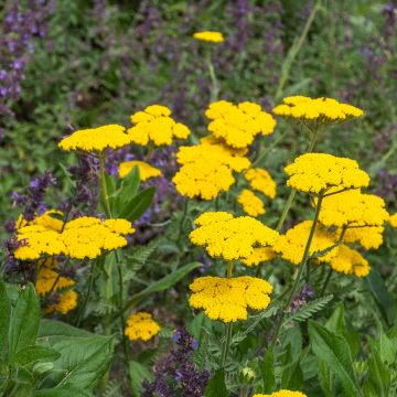 Achillea Coronation Gold - Milenrama