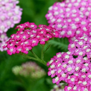 Milenrama New Vintage Violet - Achillea millefolium