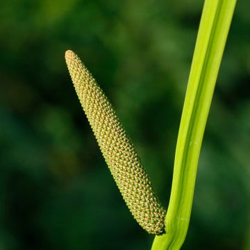 Acoro - Acorus calamus